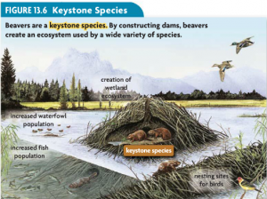 Beavers are keystone species